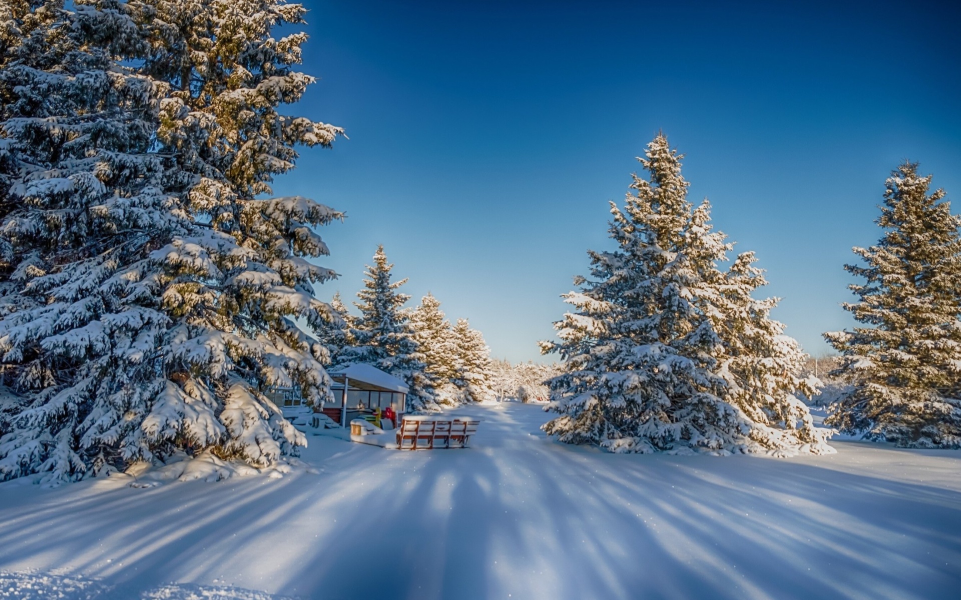 Fondo de pantalla Spruce Forest in Winter 1920x1200