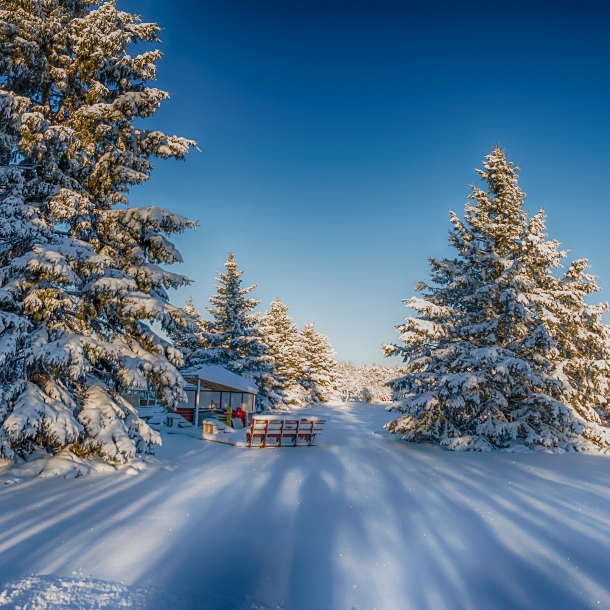 Обои Spruce Forest in Winter 2048x2048