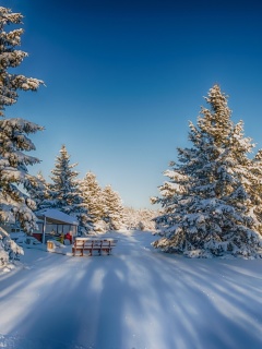 Fondo de pantalla Spruce Forest in Winter 240x320