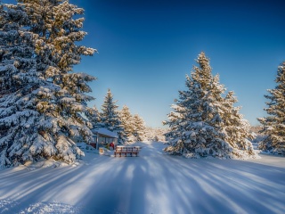 Screenshot №1 pro téma Spruce Forest in Winter 320x240