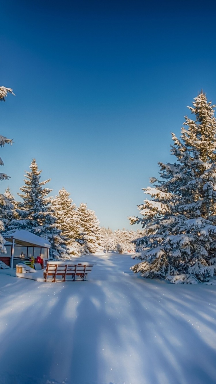 Sfondi Spruce Forest in Winter 750x1334