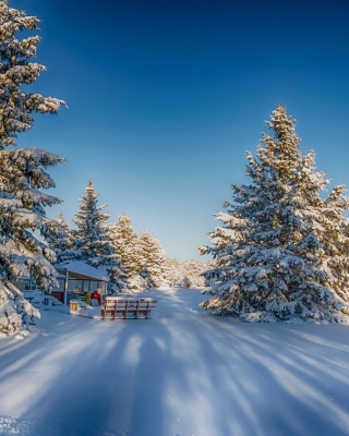 Spruce Forest in Winter - Obrázkek zdarma pro Nokia X2