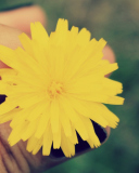 Screenshot №1 pro téma Yellow Dandelion Flower 128x160