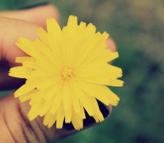 Yellow Dandelion Flower - Obrázkek zdarma pro 208x208