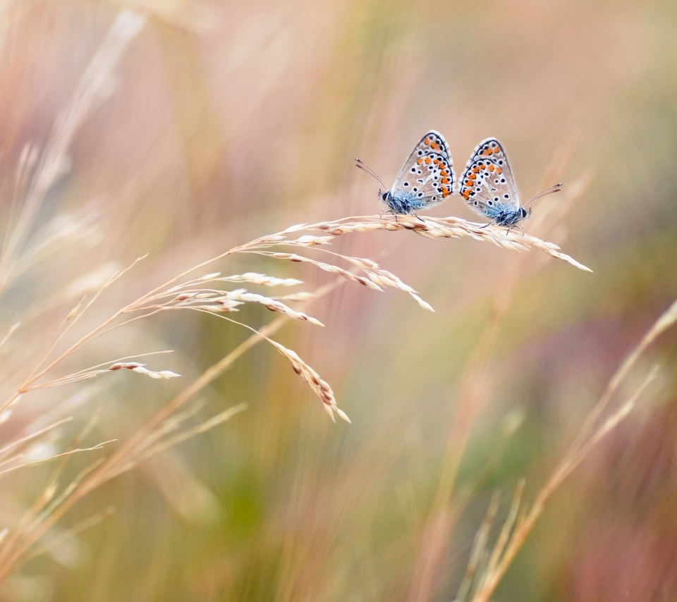 Обои Transparent Blue Butterflies 960x854