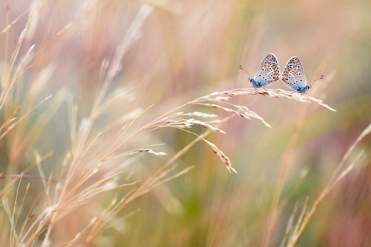 Обои Transparent Blue Butterflies