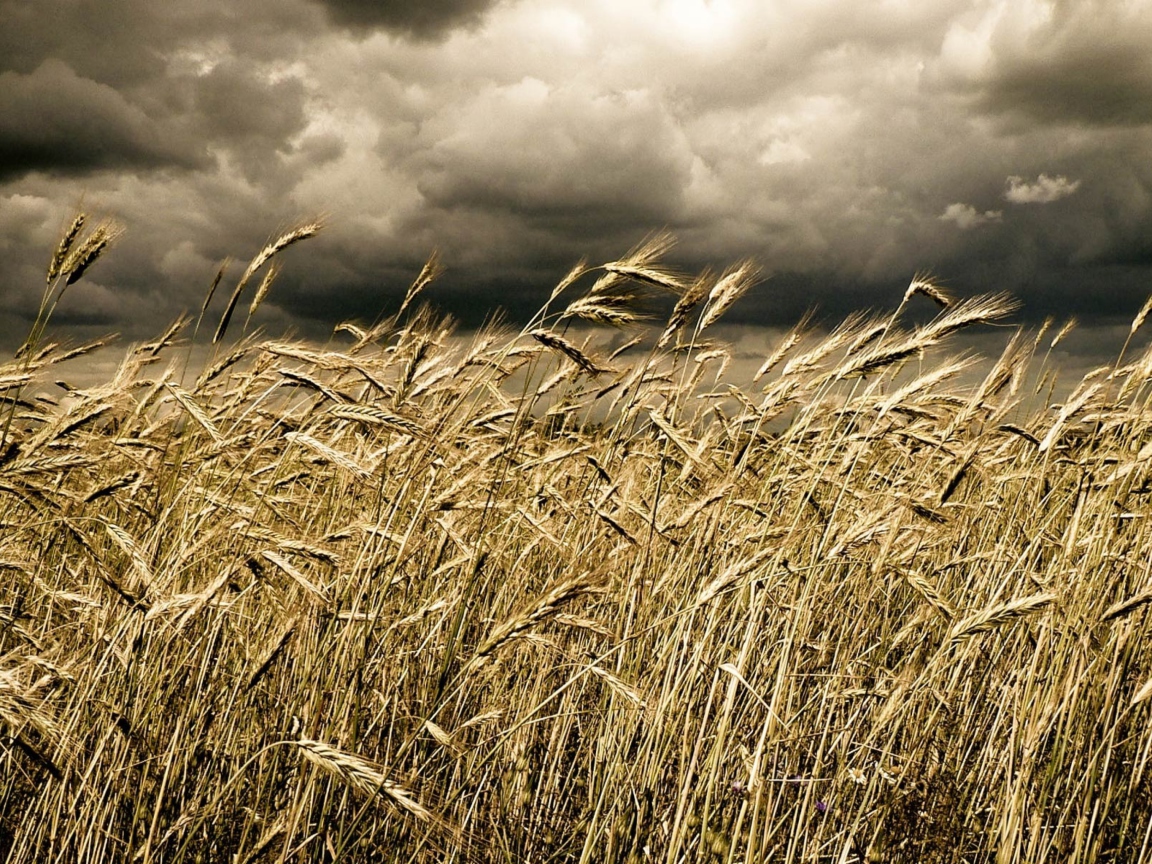 Fondo de pantalla Wheat Under Black Storm 1152x864