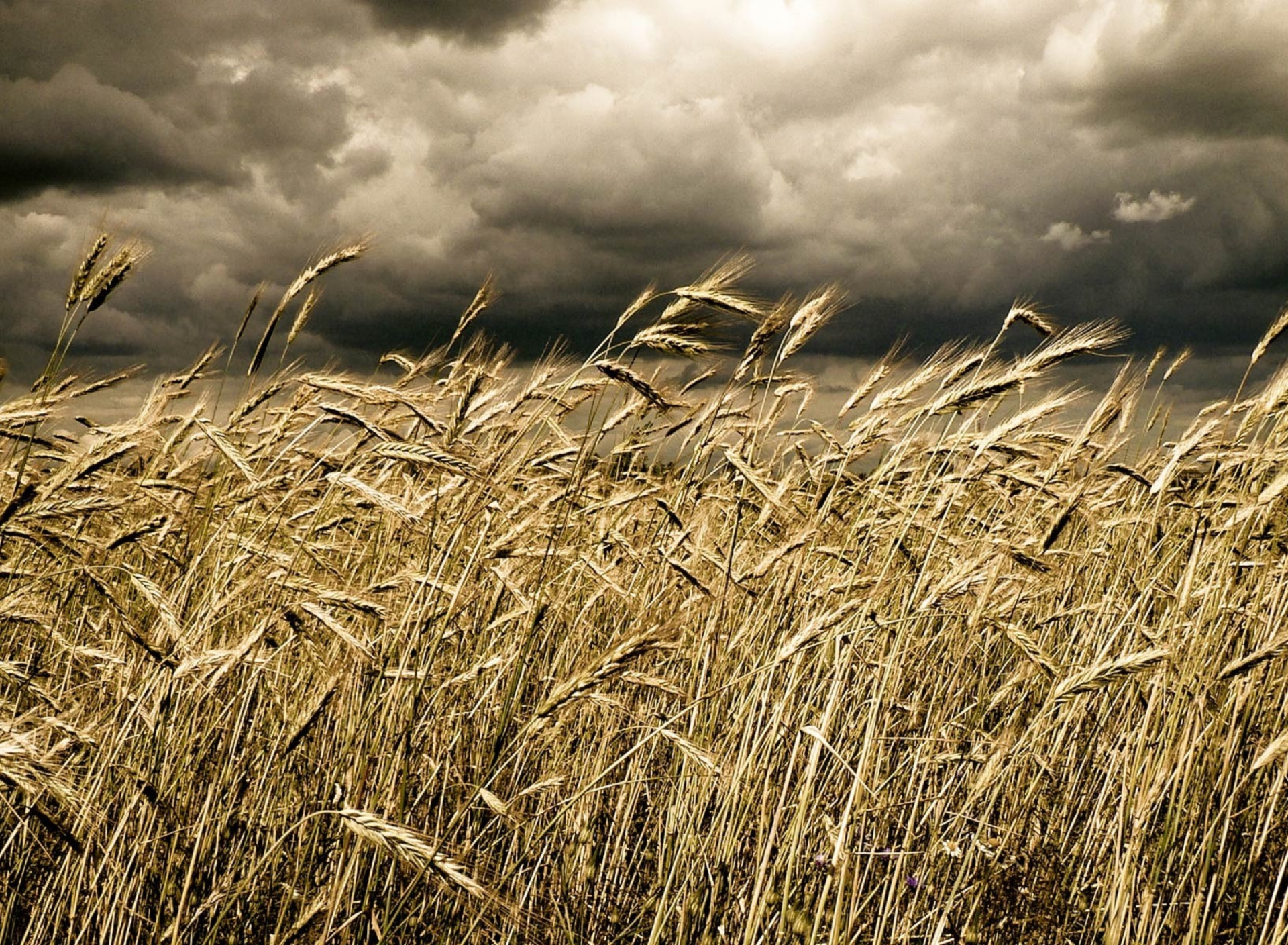 Wheat Under Black Storm screenshot #1 1920x1408