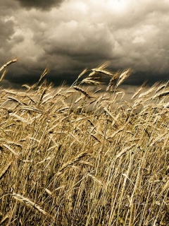 Fondo de pantalla Wheat Under Black Storm 240x320