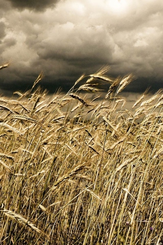Wheat Under Black Storm wallpaper 320x480