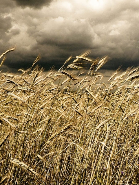 Das Wheat Under Black Storm Wallpaper 480x640
