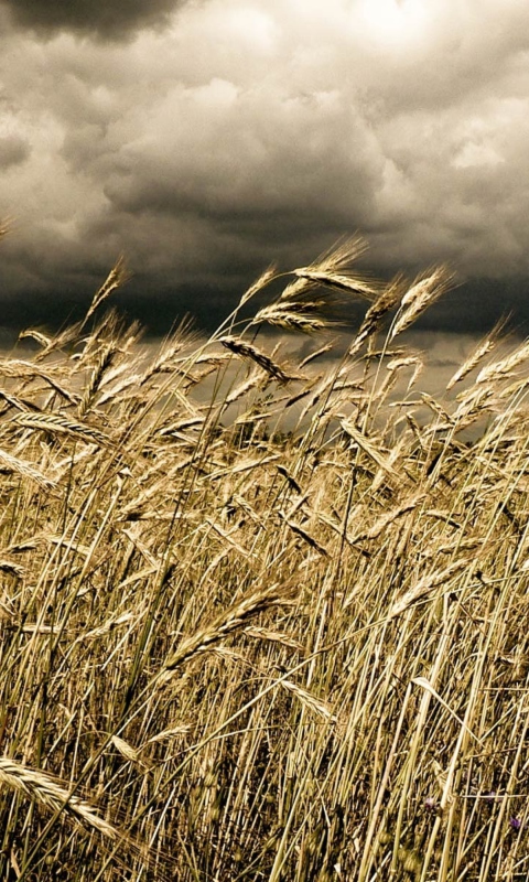 Screenshot №1 pro téma Wheat Under Black Storm 480x800