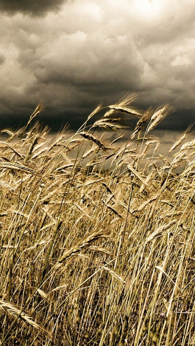Wheat Under Black Storm wallpaper 640x1136