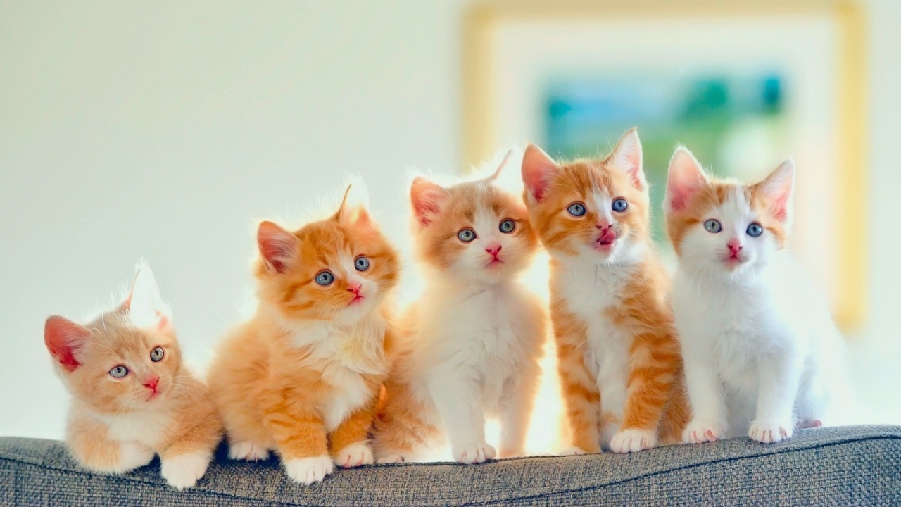 Fondo de pantalla Five Cute Kittens 1280x720