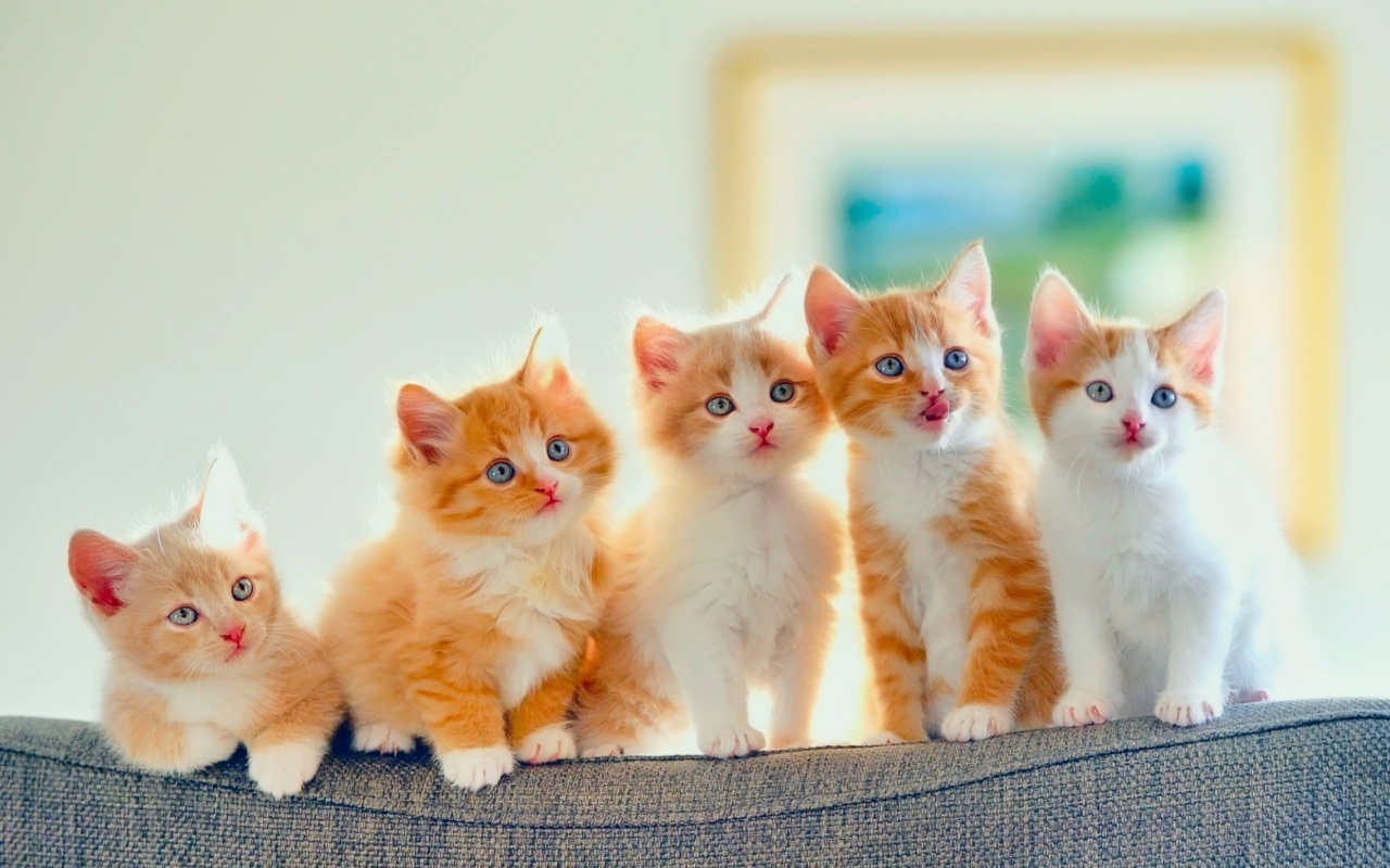 Fondo de pantalla Five Cute Kittens 1280x800