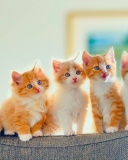 Five Cute Kittens wallpaper 128x160