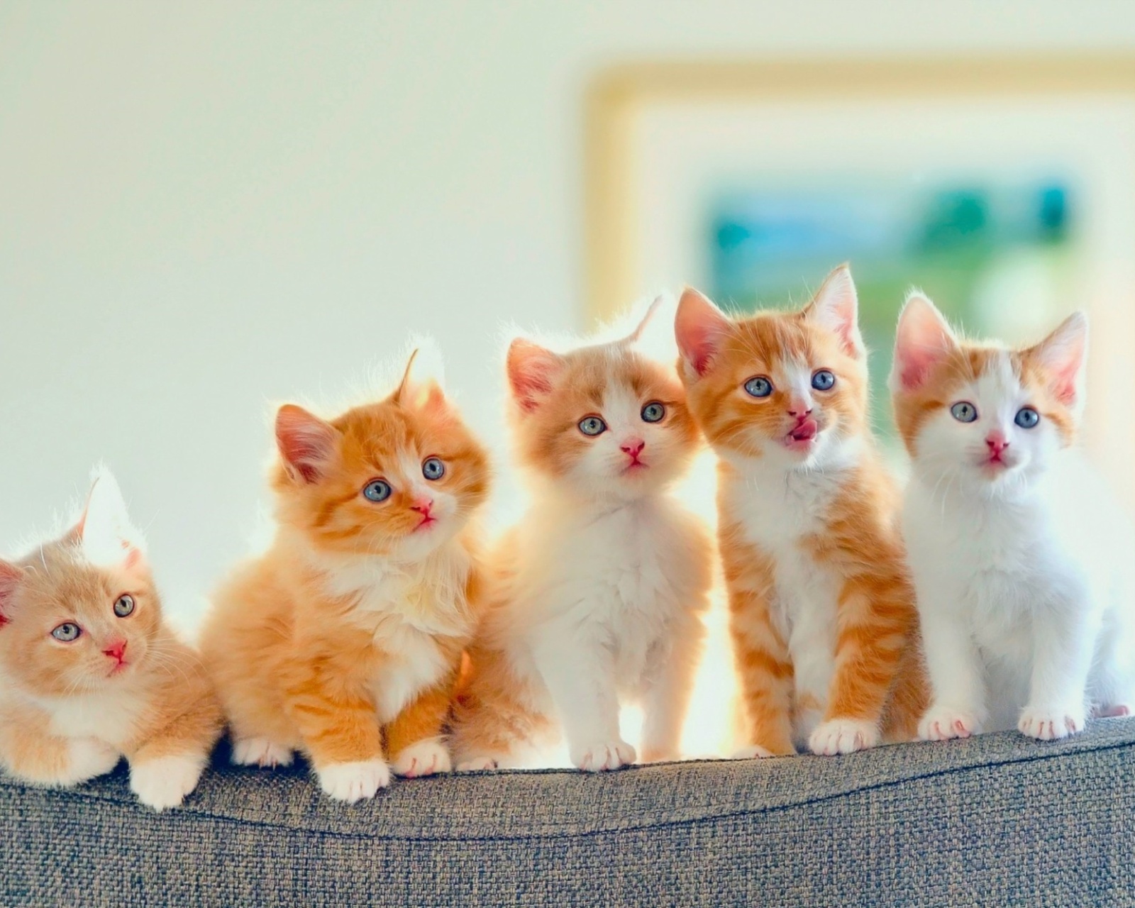 Fondo de pantalla Five Cute Kittens 1600x1280
