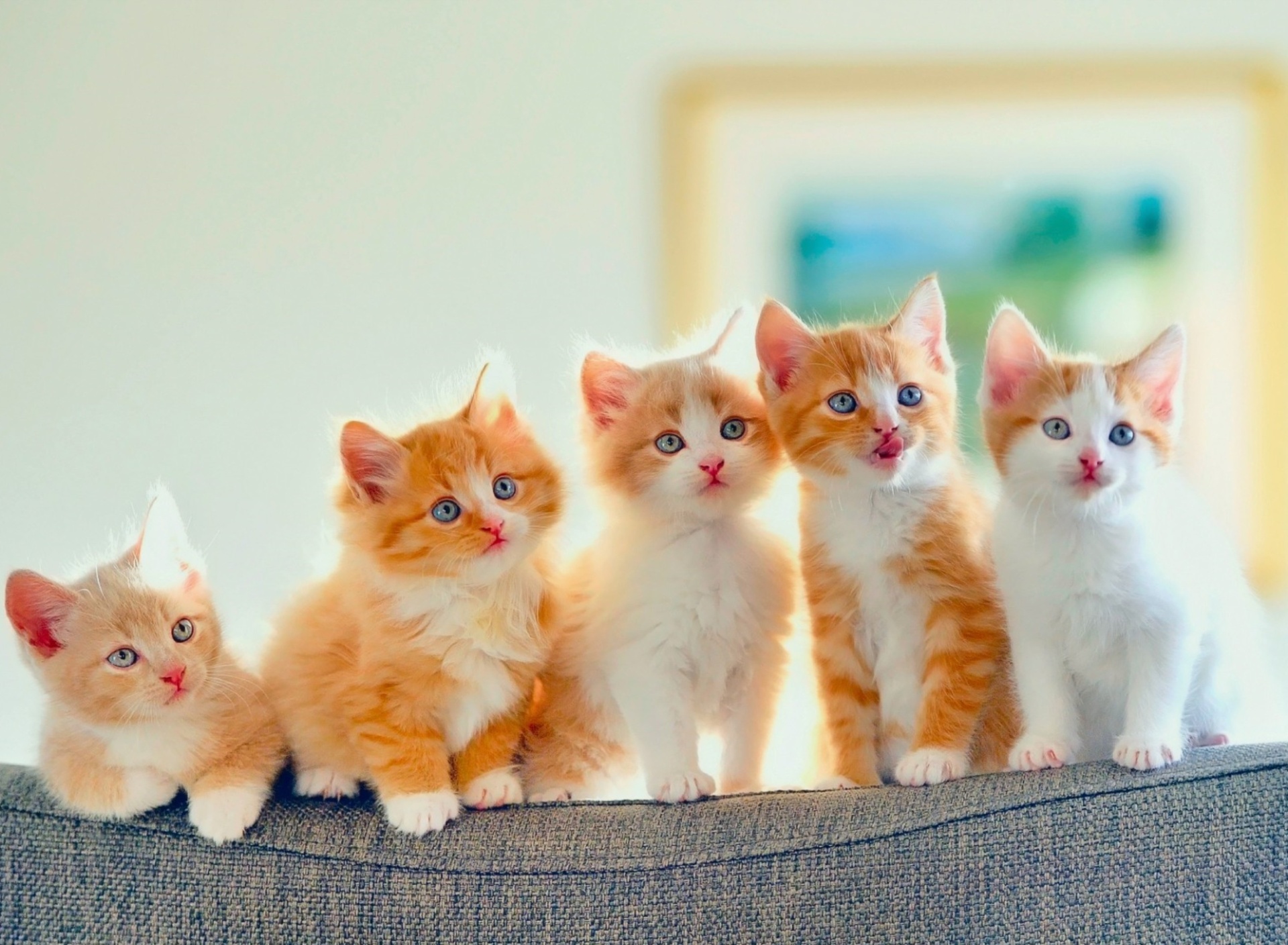 Das Five Cute Kittens Wallpaper 1920x1408