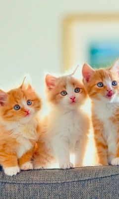 Das Five Cute Kittens Wallpaper 240x400