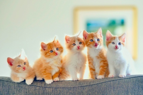Обои Five Cute Kittens 480x320