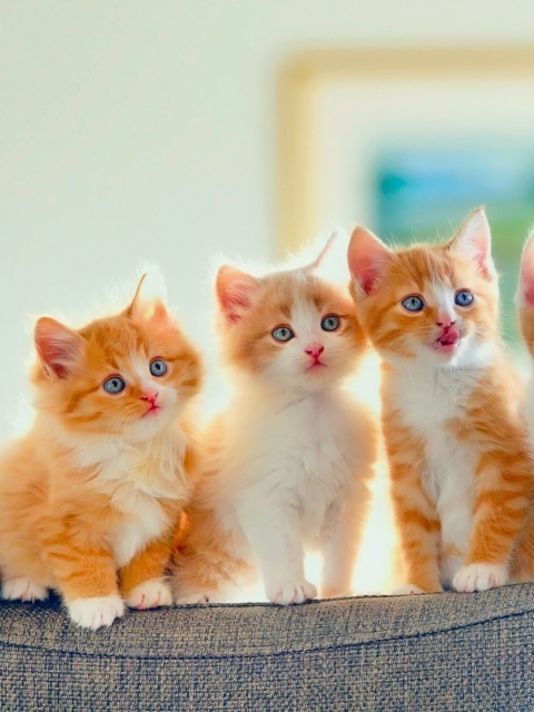 Sfondi Five Cute Kittens 480x640