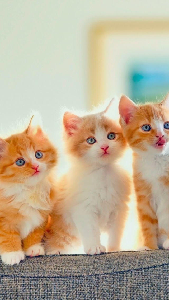 Das Five Cute Kittens Wallpaper 640x1136