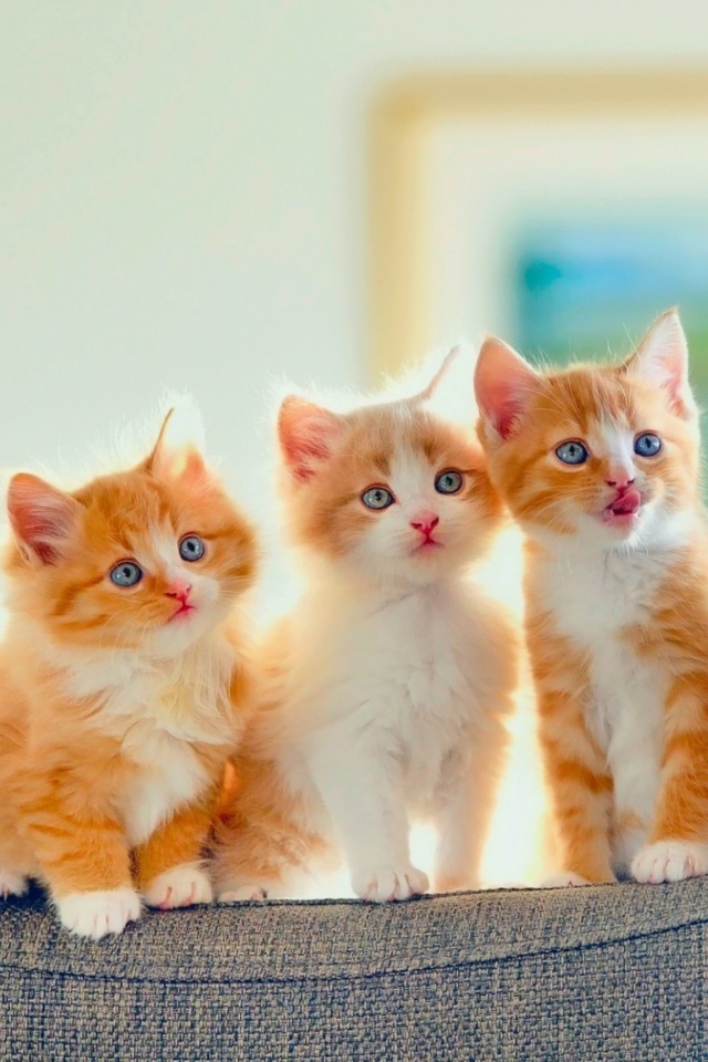 Das Five Cute Kittens Wallpaper 640x960