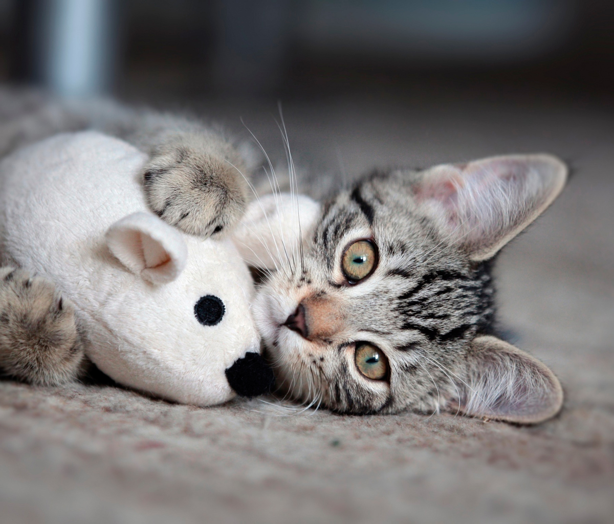 Fondo de pantalla Adorable Kitten With Toy Mouse 1200x1024
