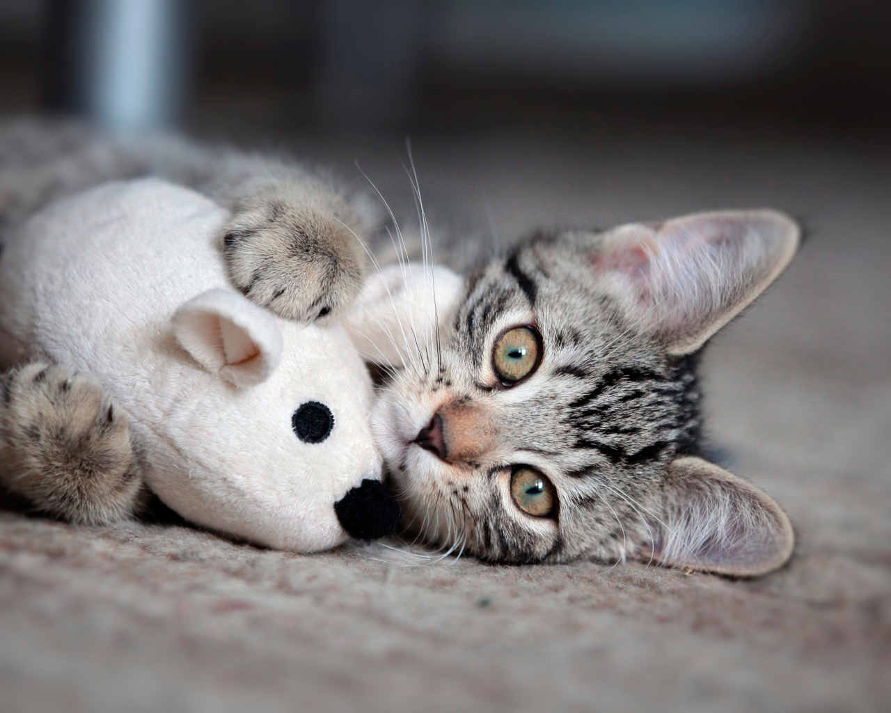 Adorable Kitten With Toy Mouse wallpaper 1280x1024