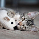 Обои Adorable Kitten With Toy Mouse 128x128