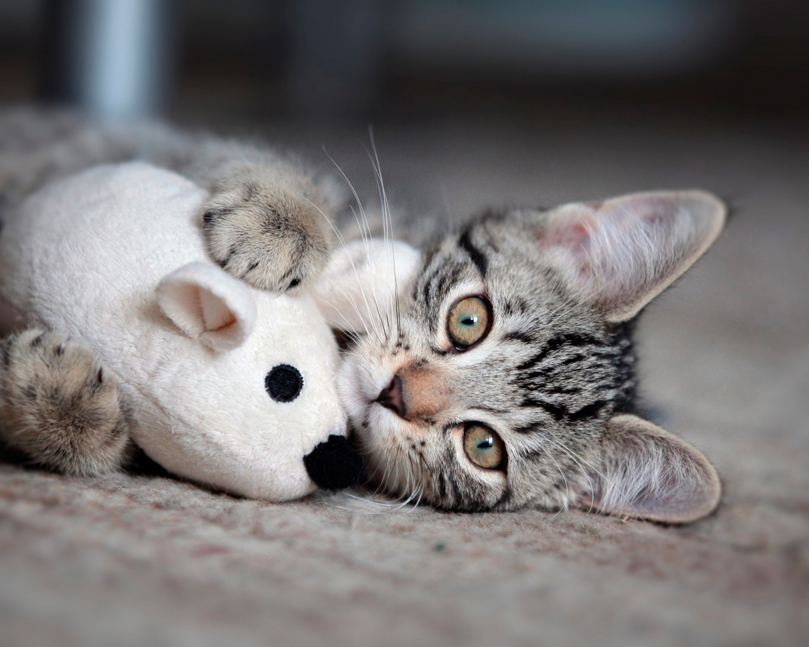 Adorable Kitten With Toy Mouse wallpaper 1600x1280