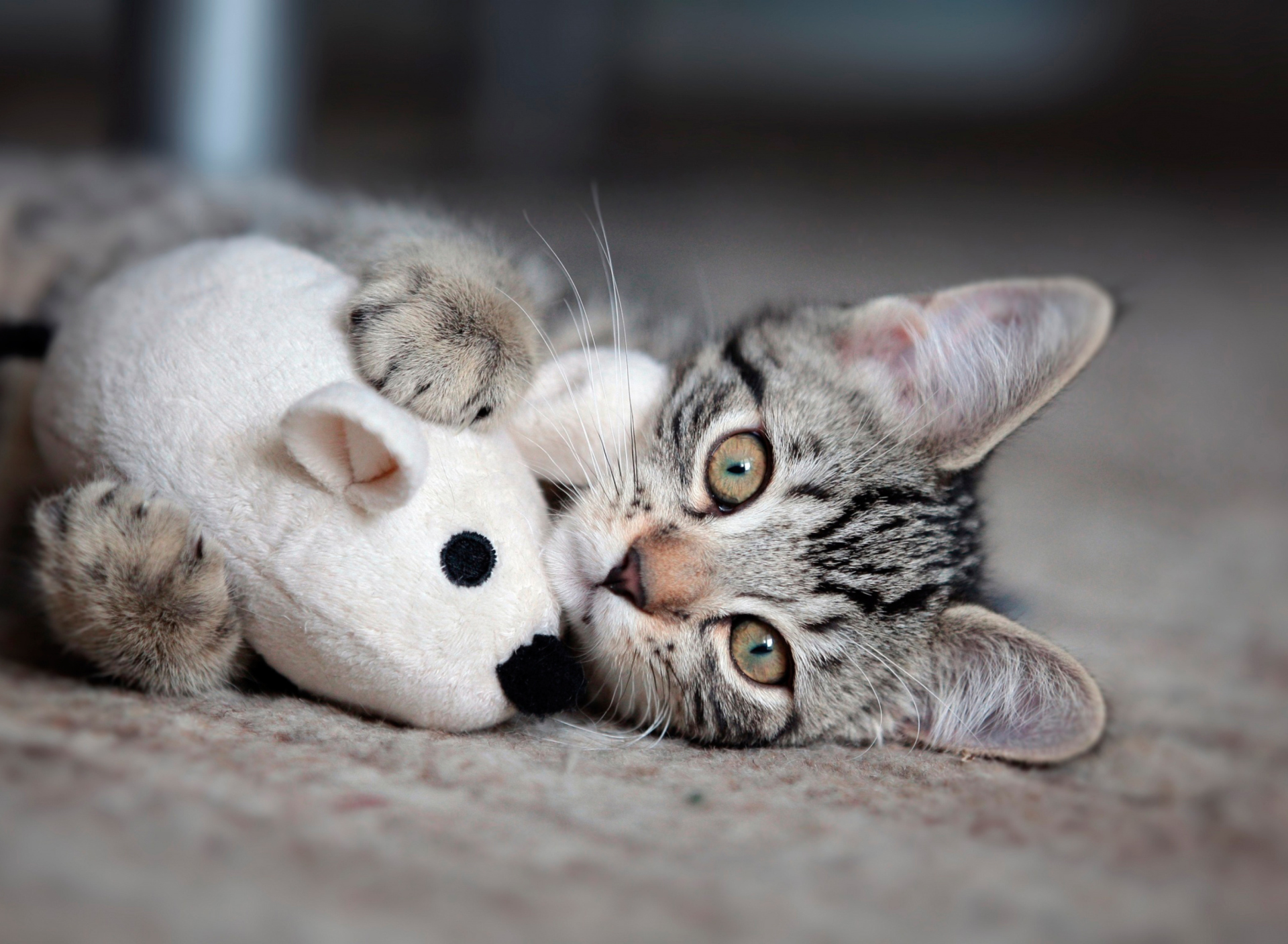Adorable Kitten With Toy Mouse wallpaper 1920x1408