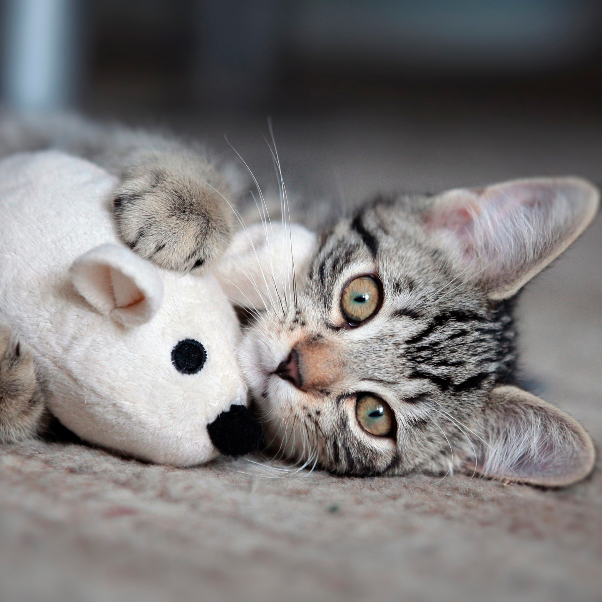 Обои Adorable Kitten With Toy Mouse 2048x2048