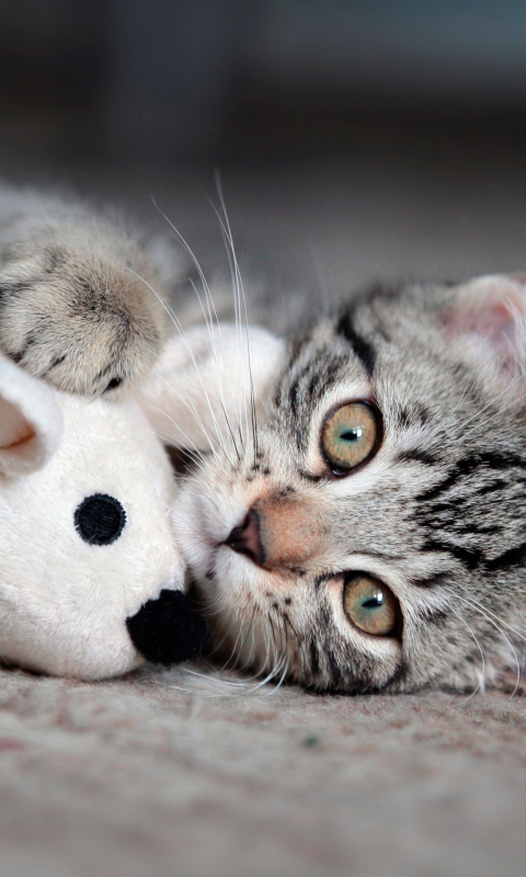 Обои Adorable Kitten With Toy Mouse 480x800