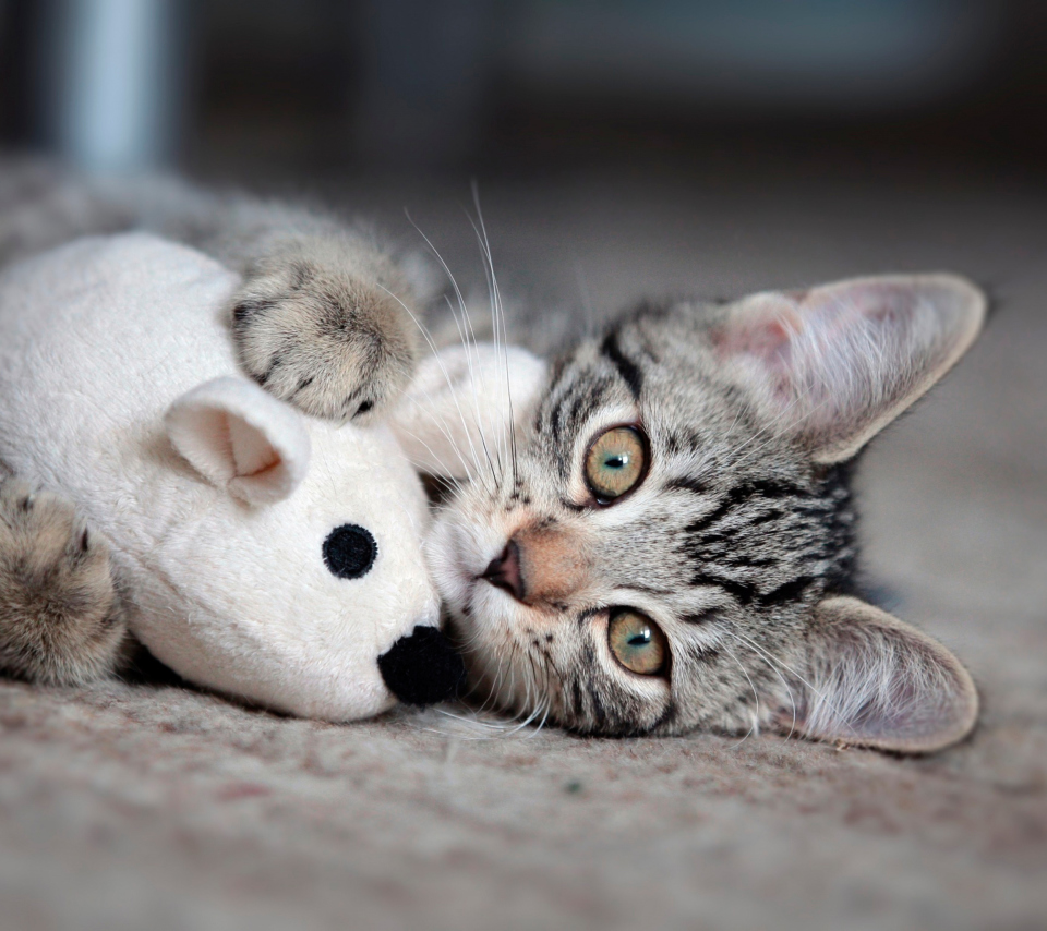 Обои Adorable Kitten With Toy Mouse 960x854