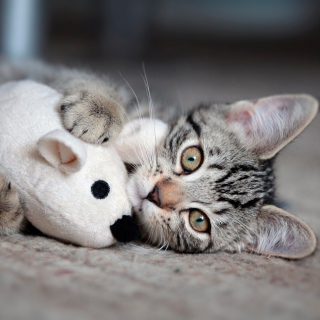 Adorable Kitten With Toy Mouse - Obrázkek zdarma pro 208x208