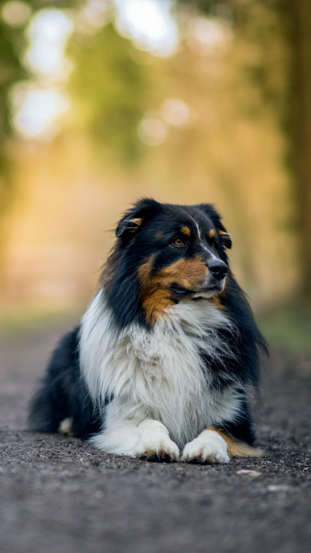 Screenshot №1 pro téma Australian Shepherd Dog on Road 1080x1920