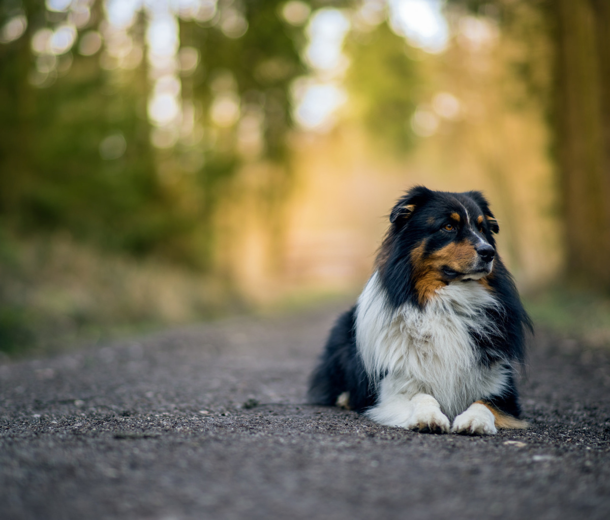 Fondo de pantalla Australian Shepherd Dog on Road 1200x1024