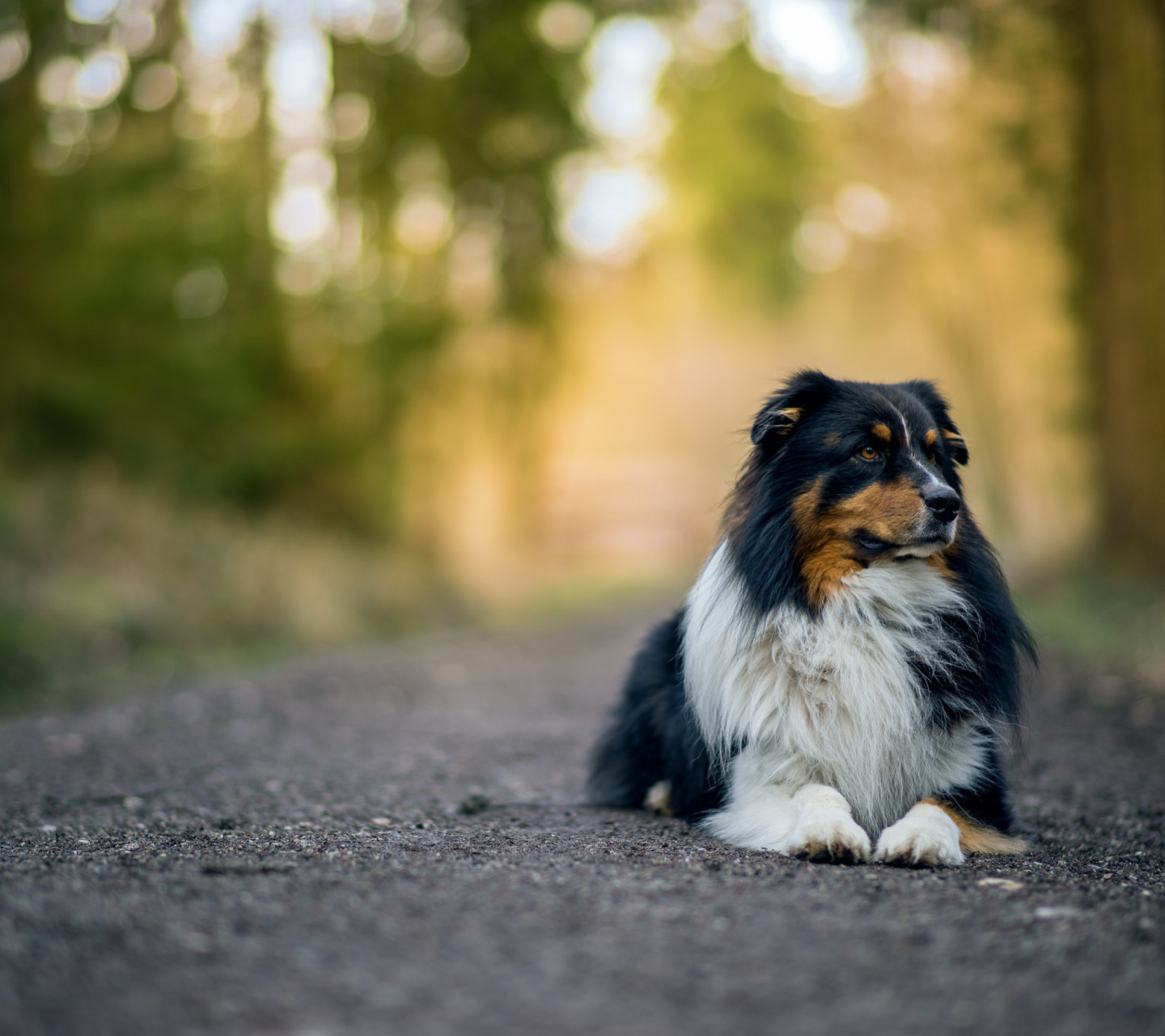 Das Australian Shepherd Dog on Road Wallpaper 1440x1280