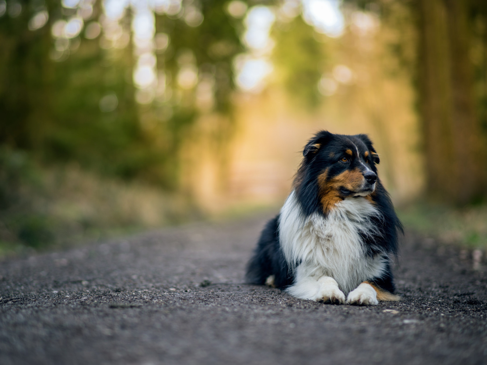 Australian Shepherd Dog on Road wallpaper 1600x1200