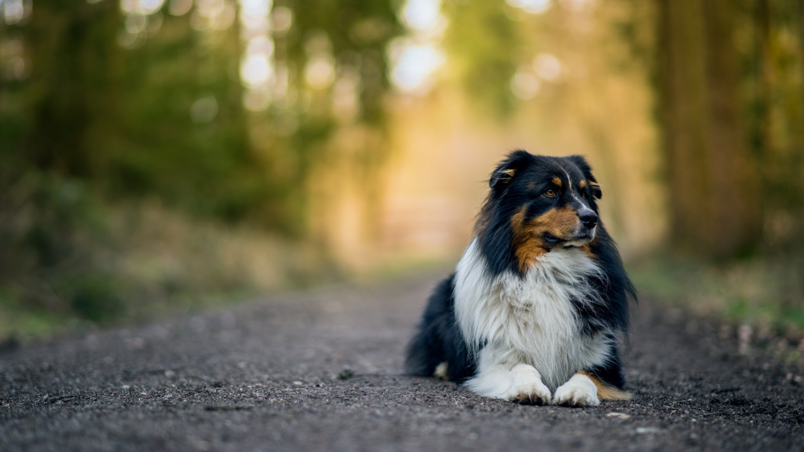 Das Australian Shepherd Dog on Road Wallpaper 1600x900