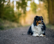 Sfondi Australian Shepherd Dog on Road 176x144