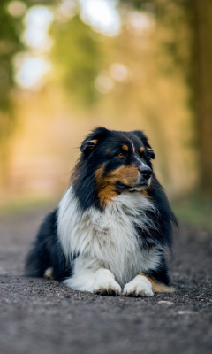 Das Australian Shepherd Dog on Road Wallpaper 240x400