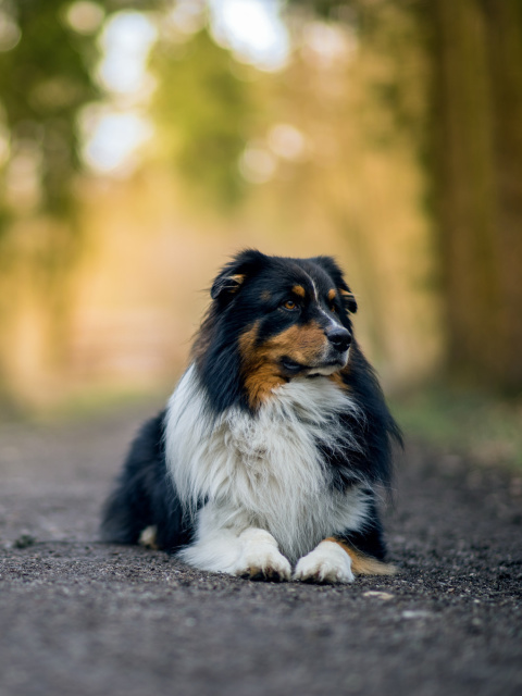 Das Australian Shepherd Dog on Road Wallpaper 480x640