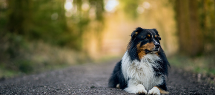 Fondo de pantalla Australian Shepherd Dog on Road 720x320