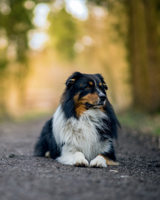 Australian Shepherd Dog on Road - Obrázkek zdarma pro Nokia Lumia 2520