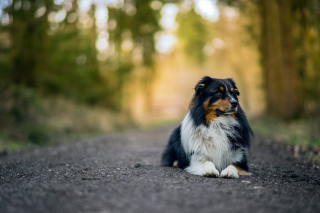 Australian Shepherd Dog on Road Background for Android, iPhone and iPad