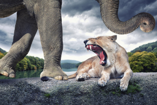 Wild Animal World - Obrázkek zdarma pro Nokia Asha 302