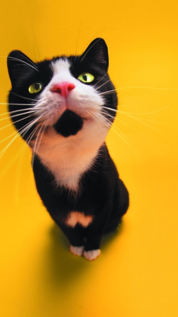 Das Super Cute Black And White Cat Wallpaper 360x640