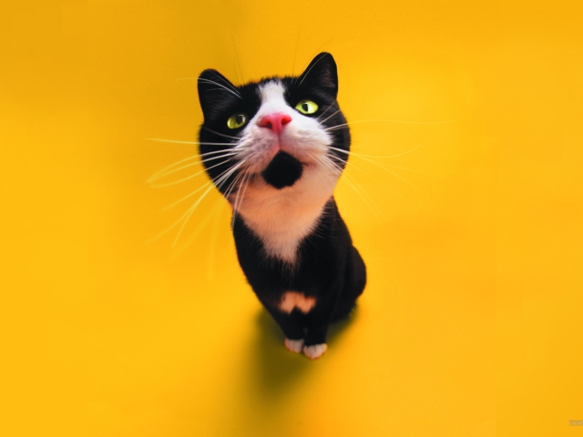 Das Super Cute Black And White Cat Wallpaper 640x480
